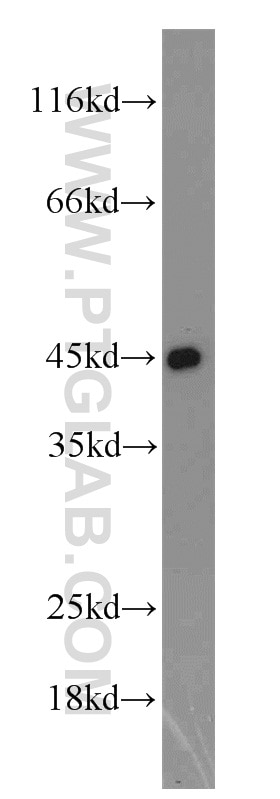 Western Blot (WB) analysis of Jurkat cells using PPID Polyclonal antibody (12716-1-AP)