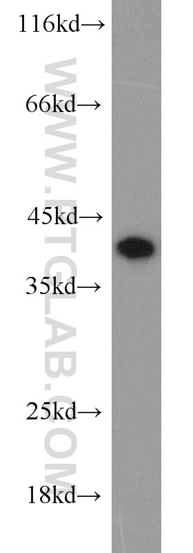 Western Blot (WB) analysis of A549 cells using PPID Polyclonal antibody (12716-1-AP)