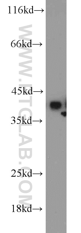 Western Blot (WB) analysis of A549 cells using PPID Polyclonal antibody (12716-1-AP)