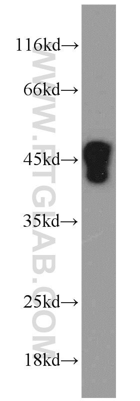 Western Blot (WB) analysis of Raji cells using PPID Polyclonal antibody (12716-1-AP)