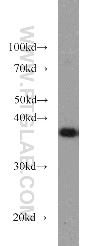 Western Blot (WB) analysis of MCF-7 cells using PPID Polyclonal antibody (12716-1-AP)