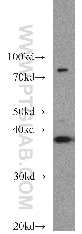 Western Blot (WB) analysis of NIH/3T3 cells using PPID Polyclonal antibody (12716-1-AP)