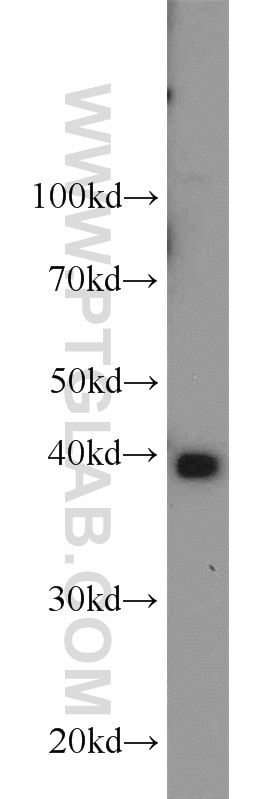 Western Blot (WB) analysis of mouse brain tissue using PPID Polyclonal antibody (12716-1-AP)