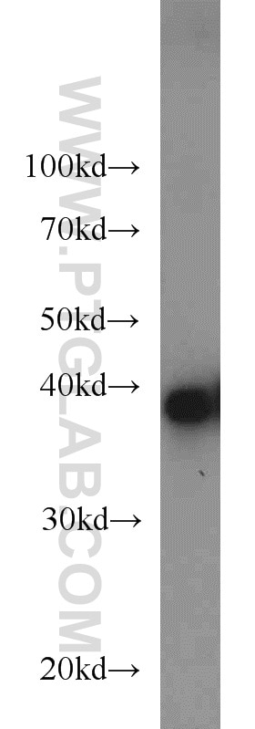 Western Blot (WB) analysis of Jurkat cells using PPID Polyclonal antibody (12716-1-AP)