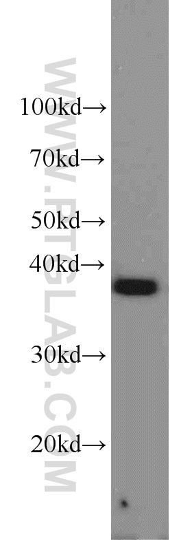 Western Blot (WB) analysis of Raji cells using PPID Polyclonal antibody (12716-1-AP)