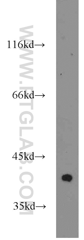 Western Blot (WB) analysis of rat brain tissue using PPID Polyclonal antibody (12716-1-AP)