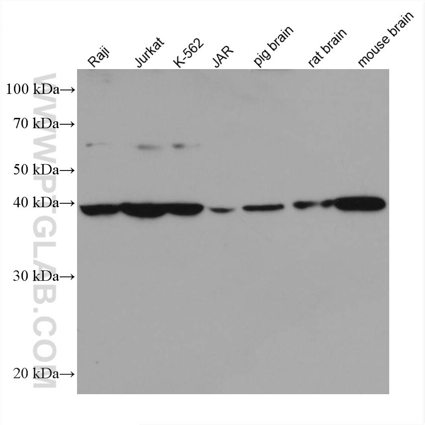Western Blot (WB) analysis of various lysates using PPID Monoclonal antibody (67632-1-Ig)