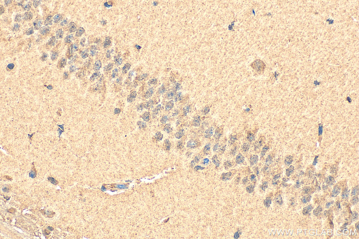 Immunohistochemistry (IHC) staining of mouse brain tissue using Cyclophilin E Polyclonal antibody (15357-1-AP)