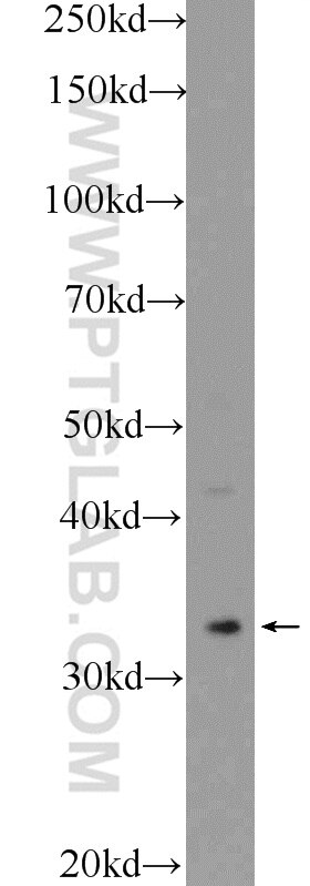 Western Blot (WB) analysis of HEK-293 cells using Cyclophilin E Polyclonal antibody (15357-1-AP)