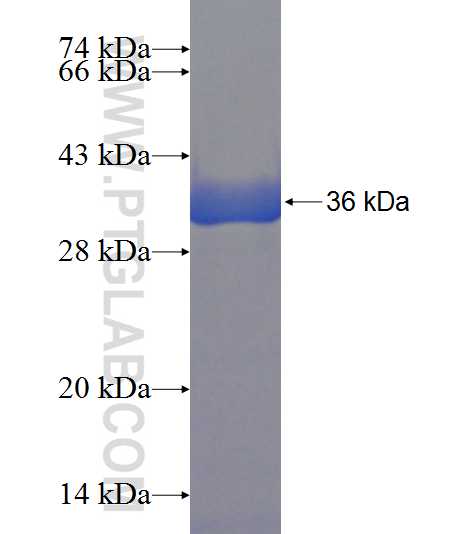 PPIE fusion protein Ag7499 SDS-PAGE