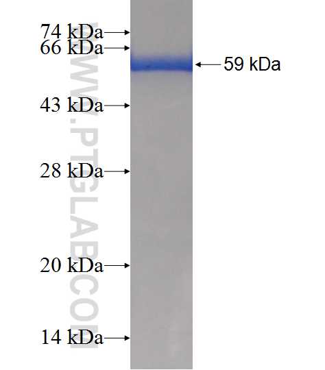 PPIE fusion protein Ag7603 SDS-PAGE