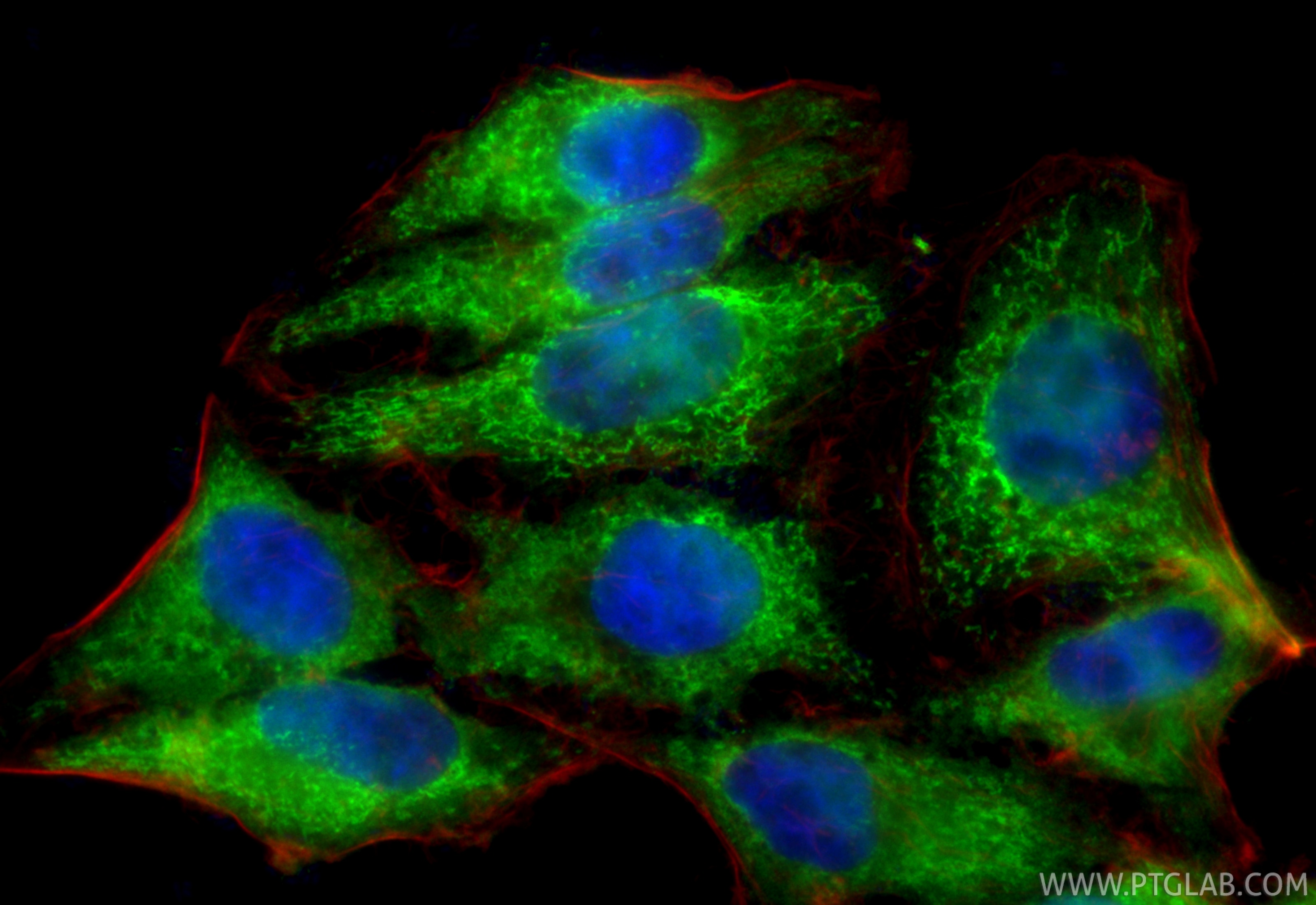 Immunofluorescence (IF) / fluorescent staining of HepG2 cells using PPIF Polyclonal antibody (18466-1-AP)