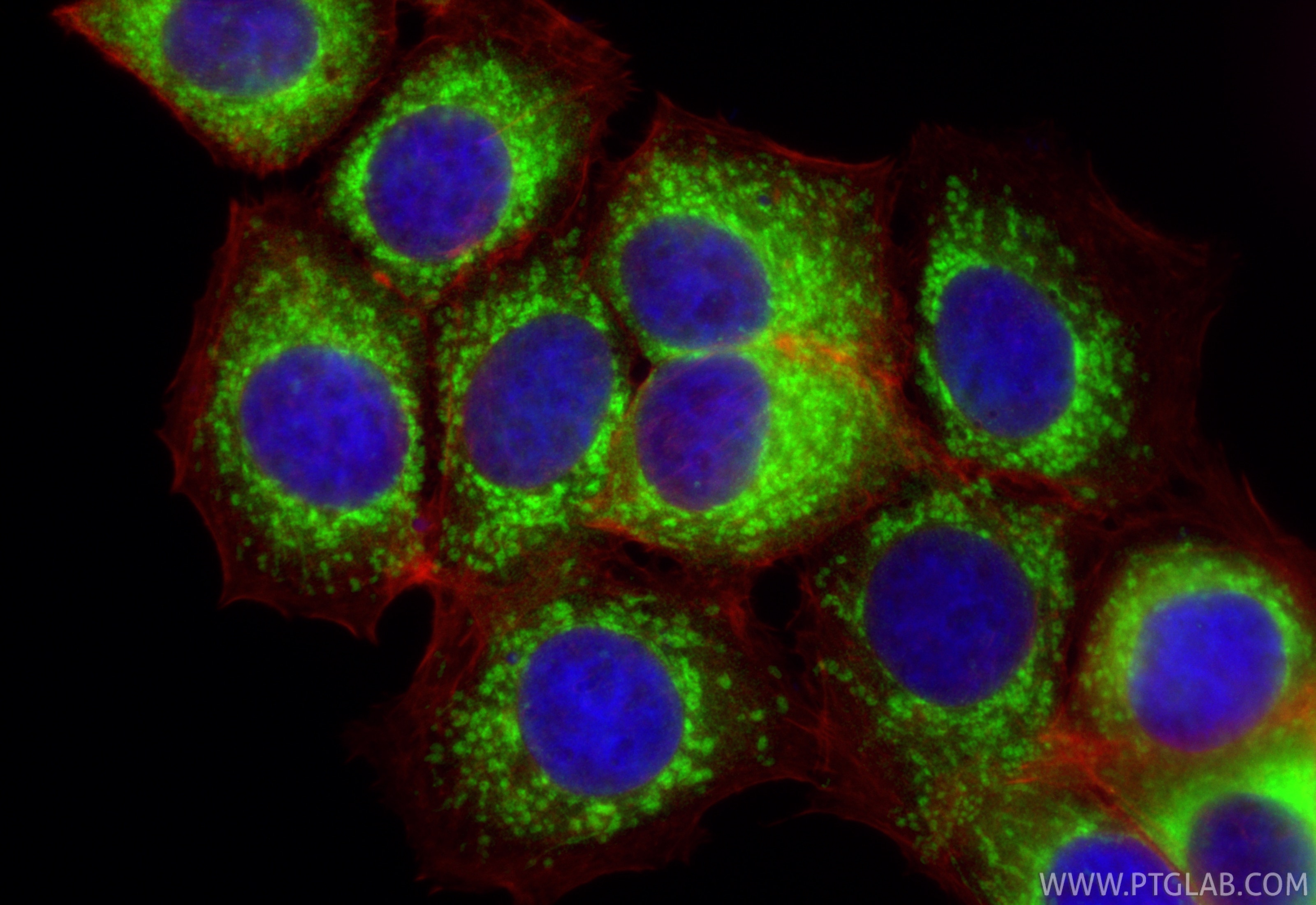 Immunofluorescence (IF) / fluorescent staining of MCF-7 cells using PPIF Polyclonal antibody (18466-1-AP)