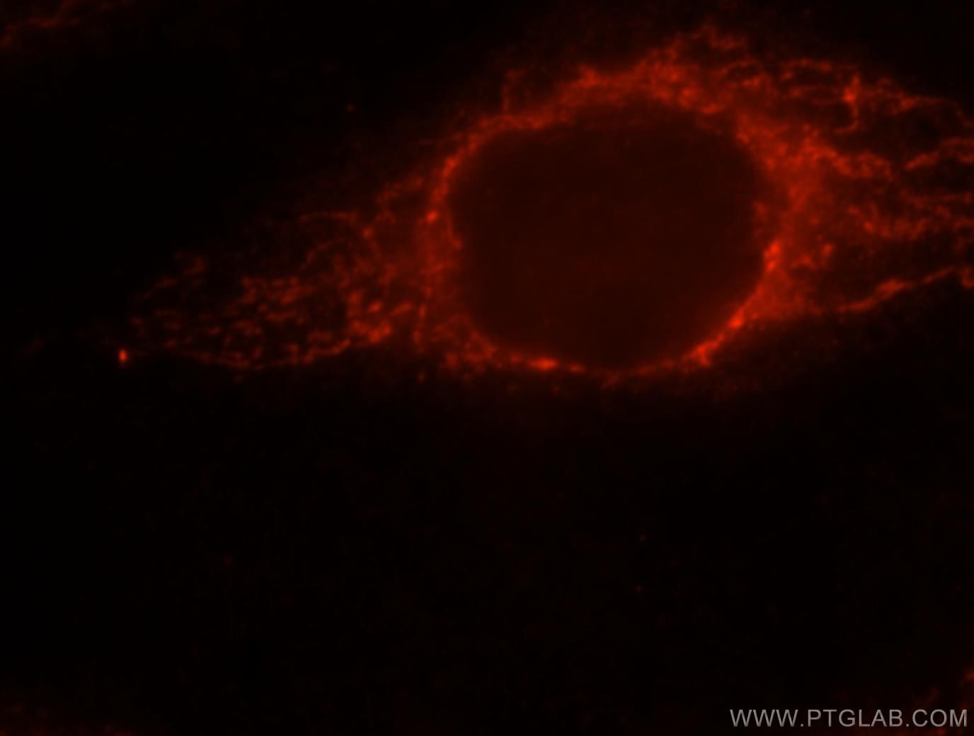 Immunofluorescence (IF) / fluorescent staining of MCF-7 cells using PPIF-Specific Polyclonal antibody (18466-1-AP)