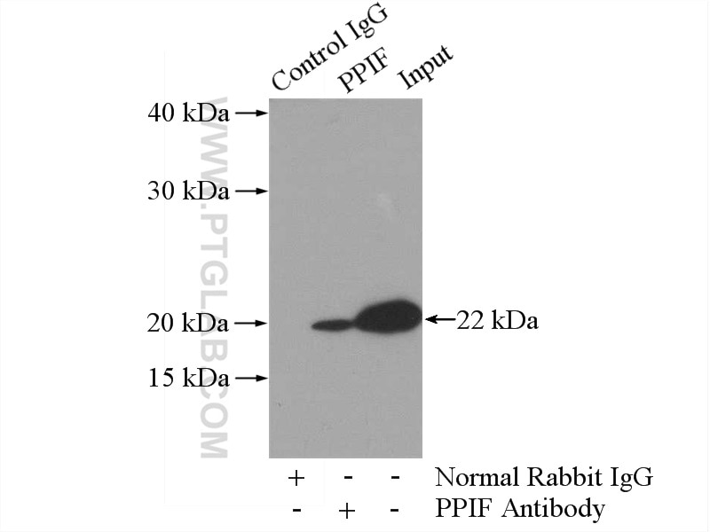 Immunoprecipitation (IP) experiment of mouse heart tissue using PPIF-Specific Polyclonal antibody (18466-1-AP)