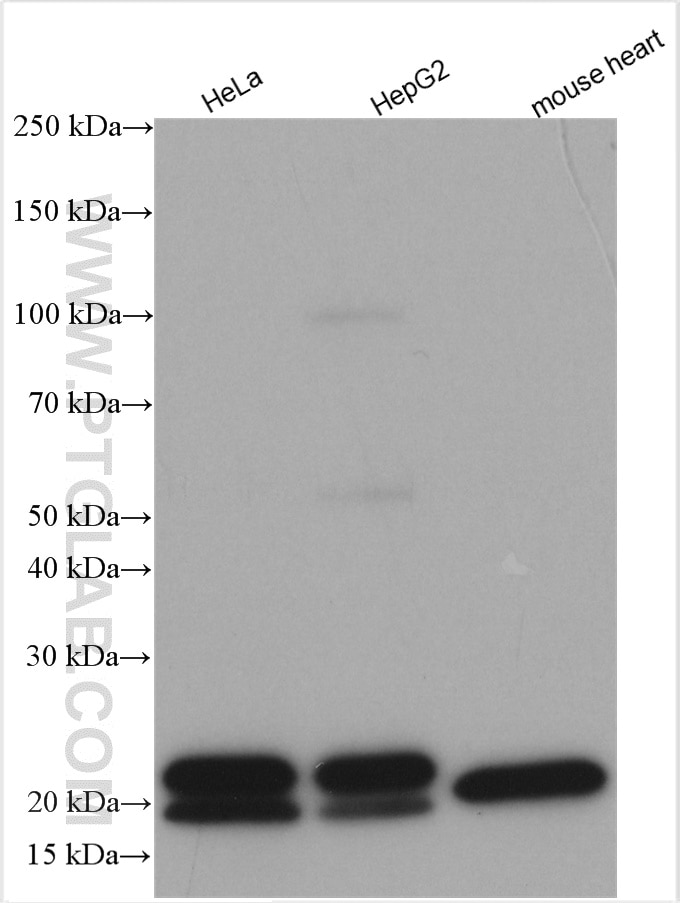 Western Blot (WB) analysis of various lysates using PPIF-Specific Polyclonal antibody (18466-1-AP)