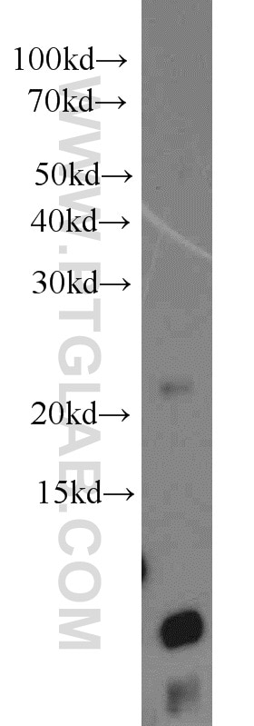 PPIF-Specific