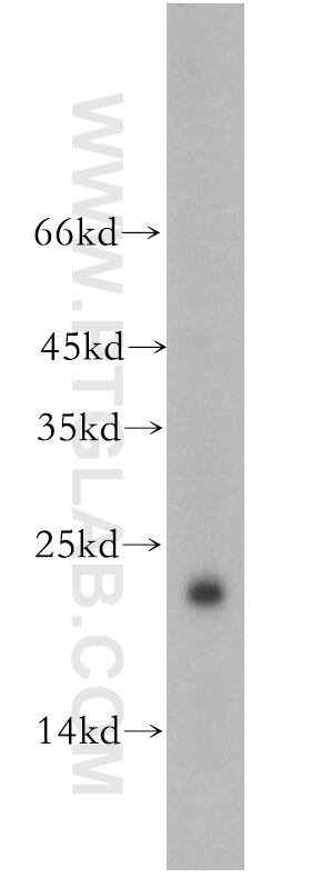 Western Blot (WB) analysis of HepG2 cells using PPIF-Specific Polyclonal antibody (18466-1-AP)