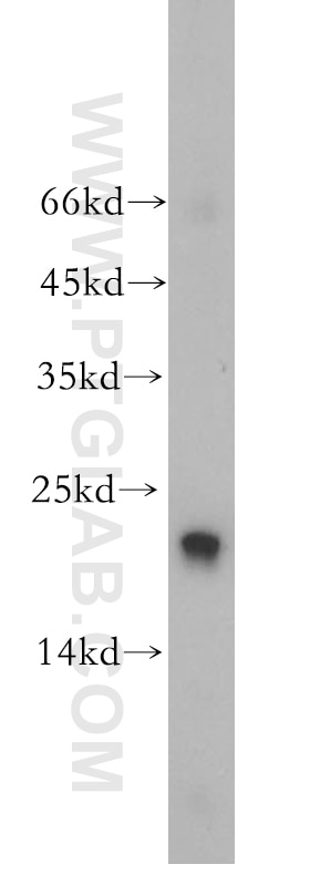 Western Blot (WB) analysis of human heart tissue using PPIF-Specific Polyclonal antibody (18466-1-AP)