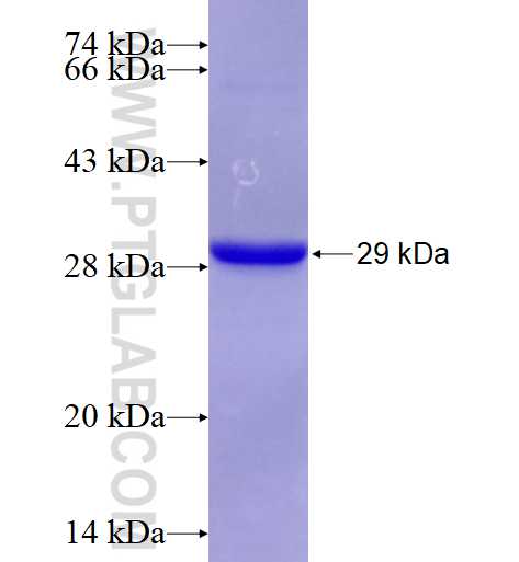 PPIF-Specific fusion protein Ag13151 SDS-PAGE