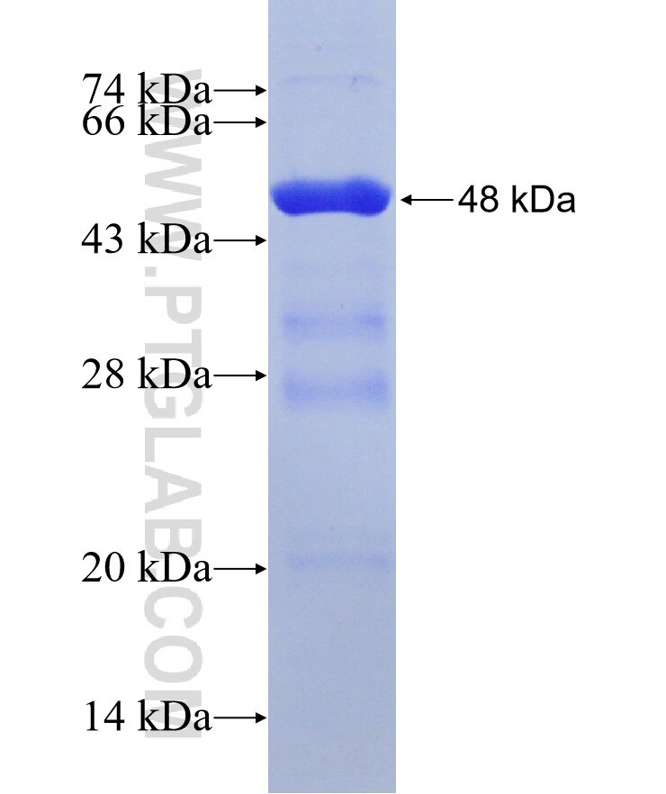 PPIF-Specific fusion protein Ag13159 SDS-PAGE