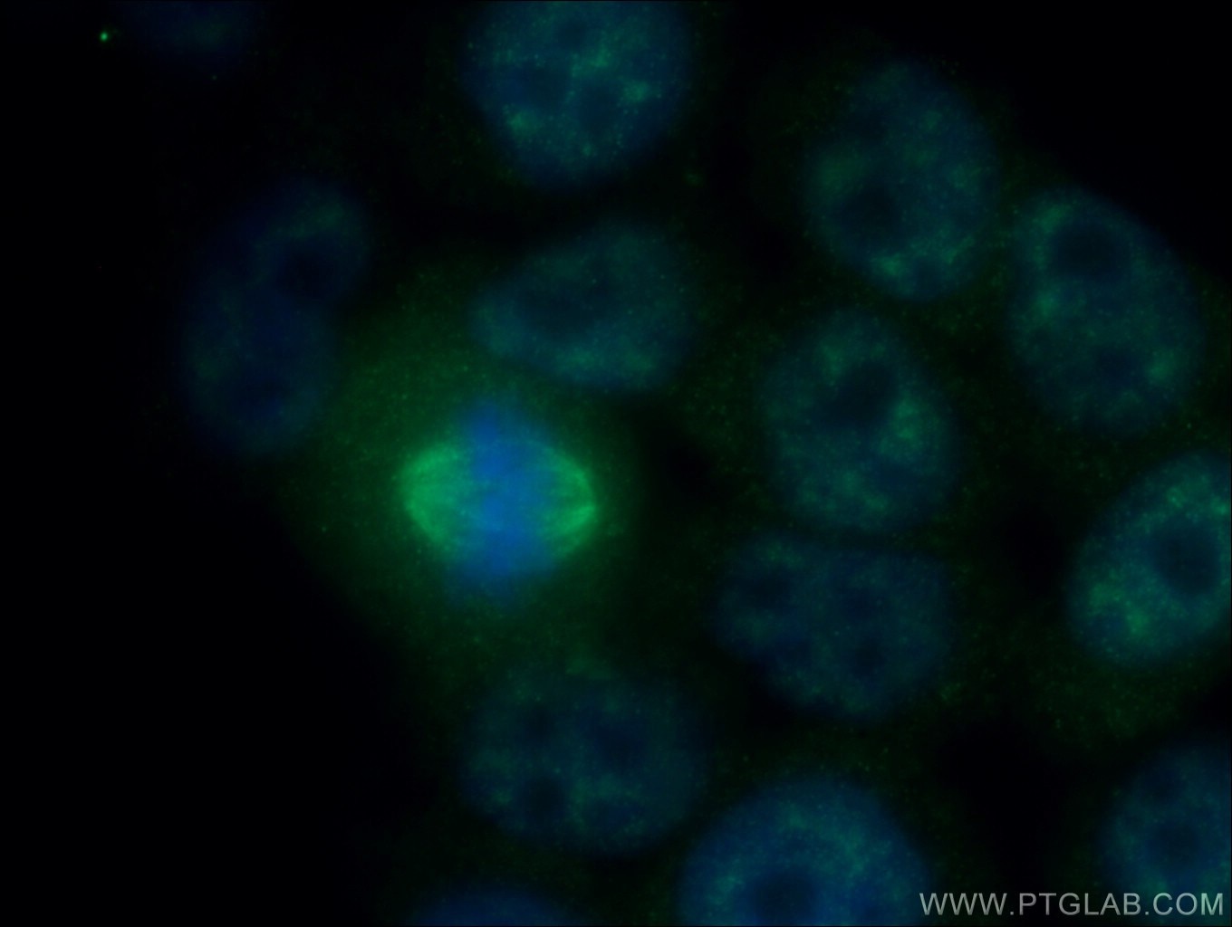 Immunofluorescence (IF) / fluorescent staining of HeLa cells using PPIG Polyclonal antibody (12985-1-AP)