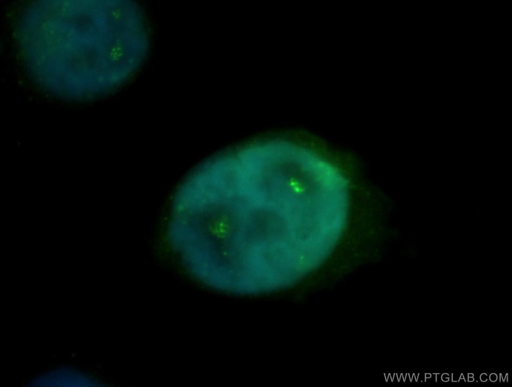Immunofluorescence (IF) / fluorescent staining of HeLa cells using PPIG Polyclonal antibody (12985-1-AP)