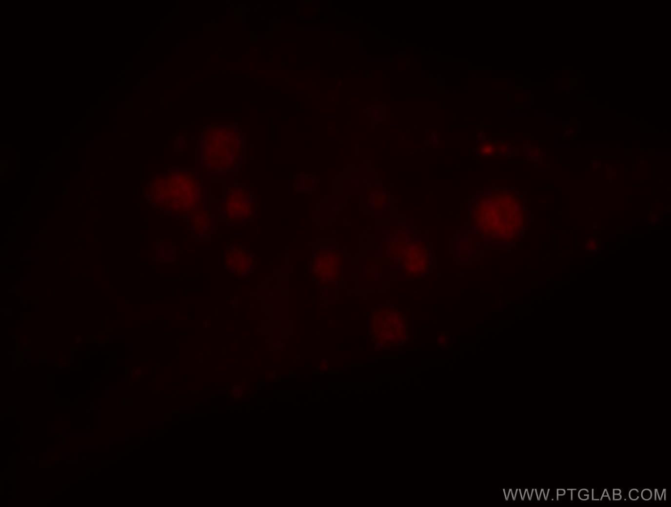 Immunofluorescence (IF) / fluorescent staining of HeLa cells using PPIG Polyclonal antibody (12985-1-AP)