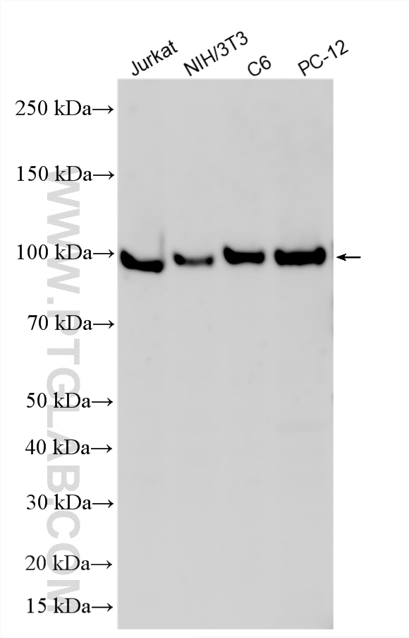 Western Blot (WB) analysis of various lysates using PPIG Polyclonal antibody (12985-1-AP)
