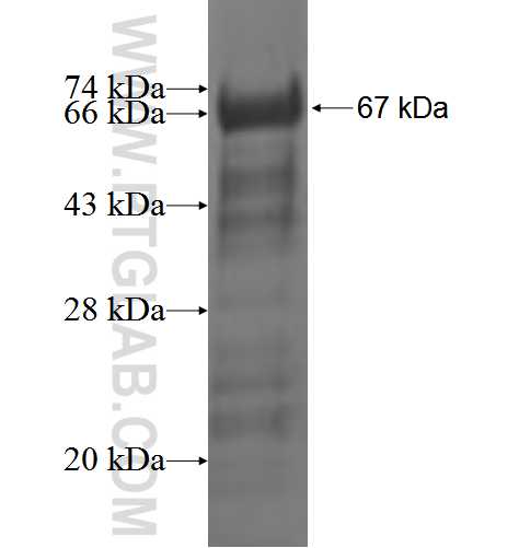 PPIG fusion protein Ag3622 SDS-PAGE