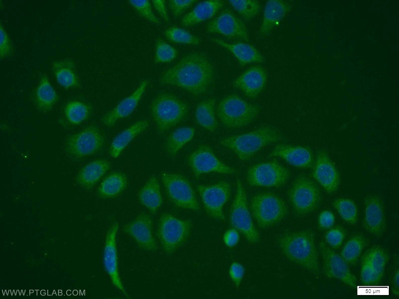 Immunofluorescence (IF) / fluorescent staining of PC-3 cells using PPIH Polyclonal antibody (11651-1-AP)
