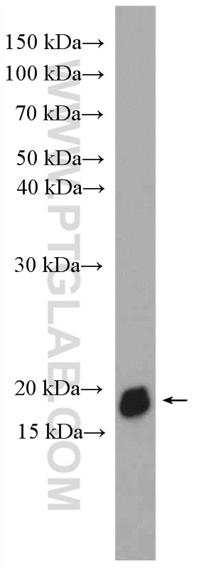 Western Blot (WB) analysis of U2OS cells using PPIH Polyclonal antibody (11651-1-AP)