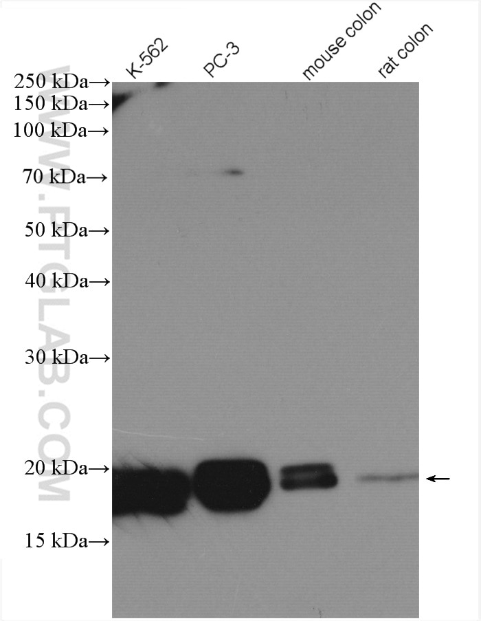 Western Blot (WB) analysis of various lysates using PPIH Polyclonal antibody (11651-1-AP)