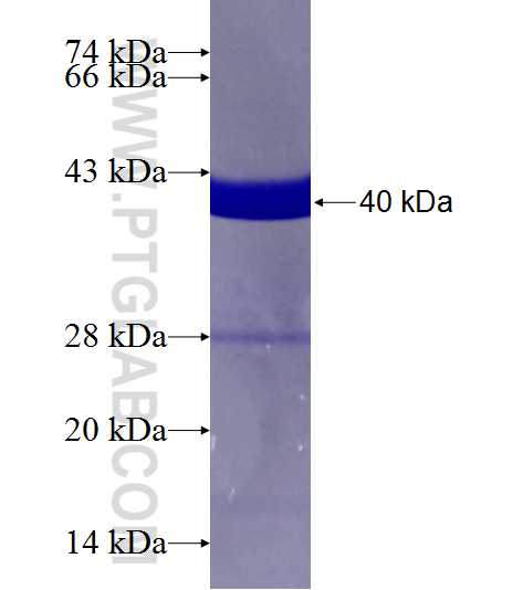 PPIH fusion protein Ag2253 SDS-PAGE
