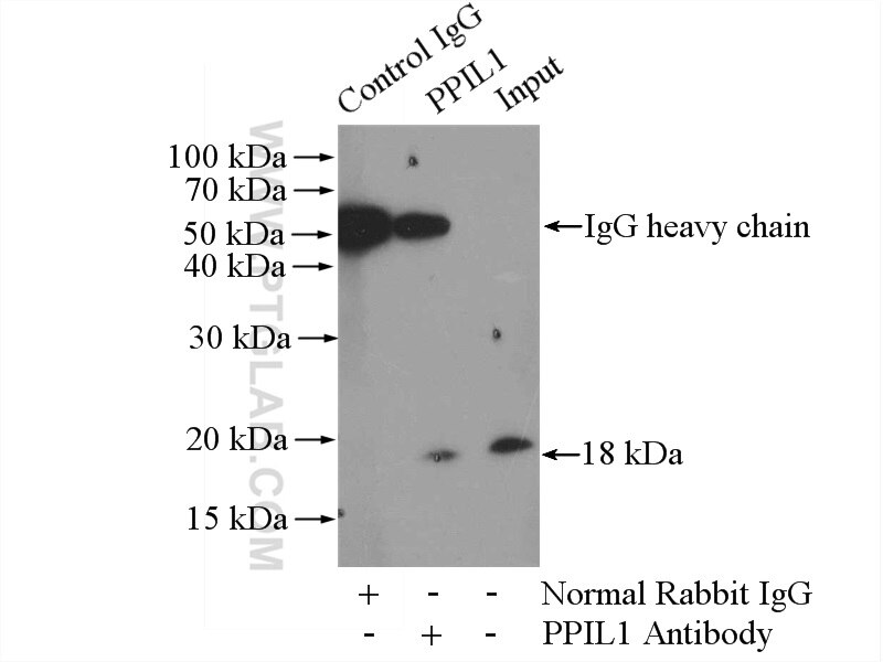 Immunoprecipitation (IP) experiment of NIH/3T3 cells using PPIL1 Polyclonal antibody (15144-1-AP)