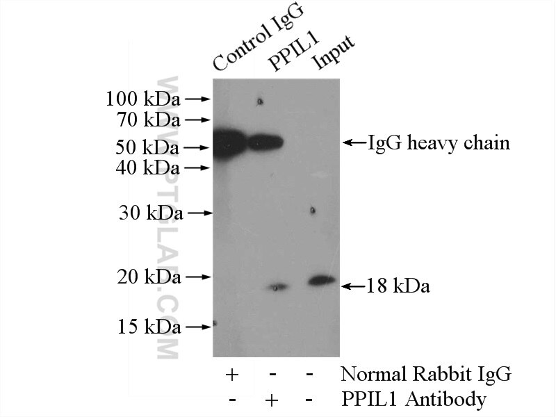 IP experiment of NIH/3T3 using 15144-1-AP