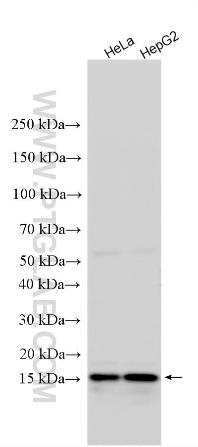 Various lysates were subjected to SDS PAGE followed by western blot with 15144-1-AP (PPIL1 antibody) at dilution of 1:2000 incubated at room temperature for 1.5 hours. Western Blot (WB) analysis of various lysates using PPIL1 Polyclonal antibody (15144-1-AP)