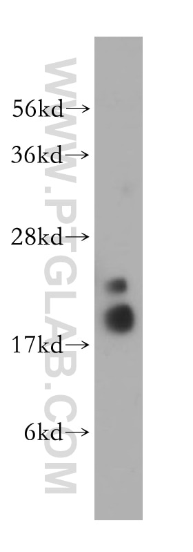 Western Blot (WB) analysis of A375 cells using PPIL1 Polyclonal antibody (15144-1-AP)