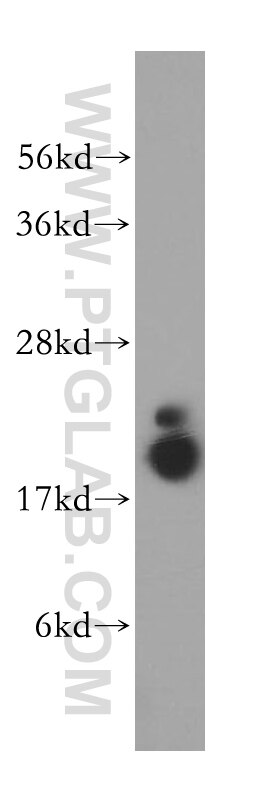 Western Blot (WB) analysis of NIH/3T3 cells using PPIL1 Polyclonal antibody (15144-1-AP)