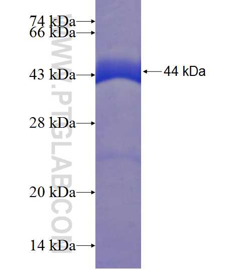 PPIL1 fusion protein Ag7436 SDS-PAGE