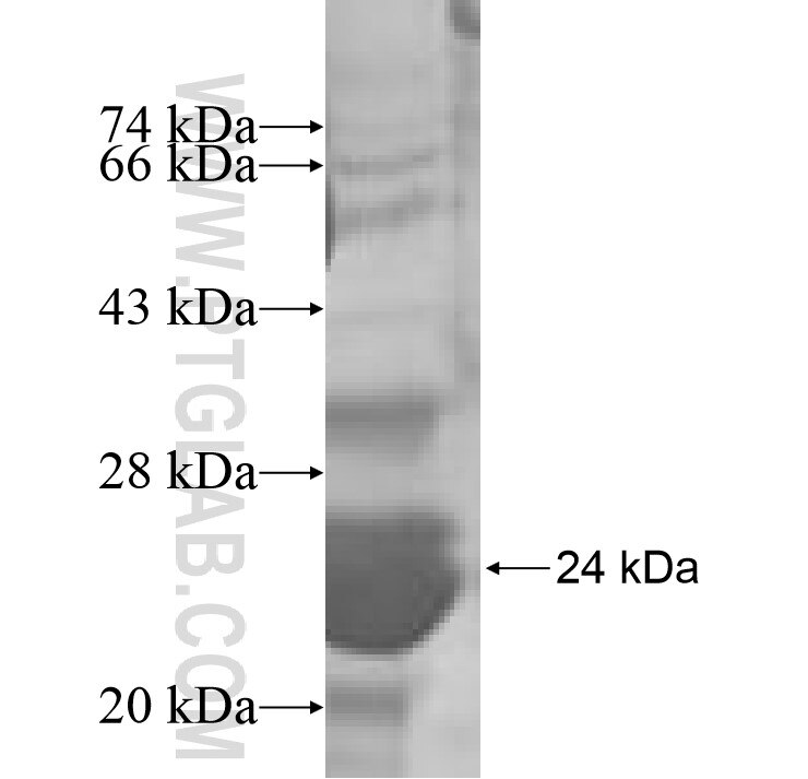 PPIL1 fusion protein Ag7460 SDS-PAGE