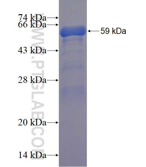 PPIL2 fusion protein Ag3296 SDS-PAGE