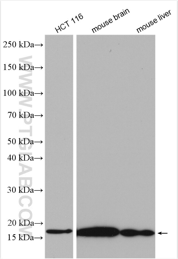 WB analysis using 15671-1-AP