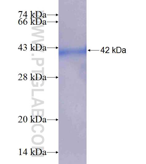PPIL3 fusion protein Ag8137 SDS-PAGE