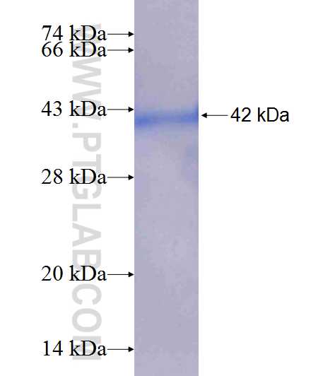 PPIL3 fusion protein Ag8137 SDS-PAGE