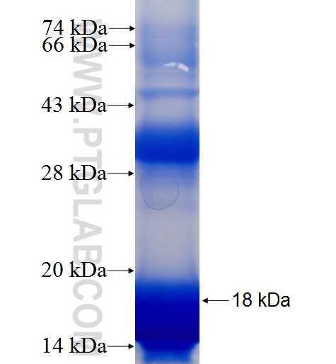 PPIL3 fusion protein Ag8242 SDS-PAGE