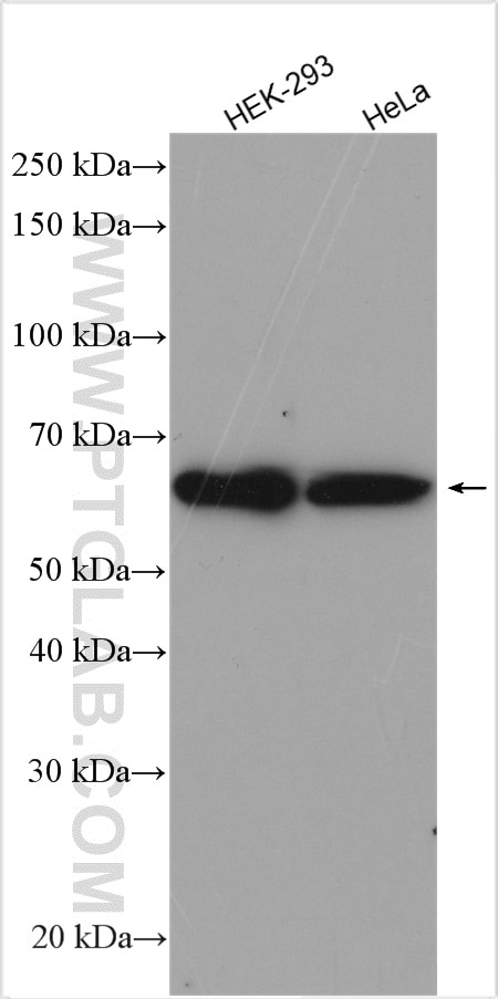 Western Blot (WB) analysis of various lysates using PPIL4 Polyclonal antibody (12538-1-AP)