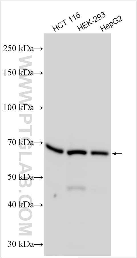 Western Blot (WB) analysis of various lysates using PPIL4 Polyclonal antibody (12538-1-AP)