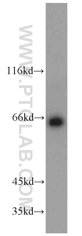 Western Blot (WB) analysis of HEK-293 cells using PPIL4 Polyclonal antibody (12538-1-AP)