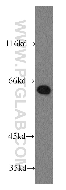 Western Blot (WB) analysis of HEK-293 cells using PPIL4 Polyclonal antibody (12538-1-AP)